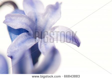 purple flower