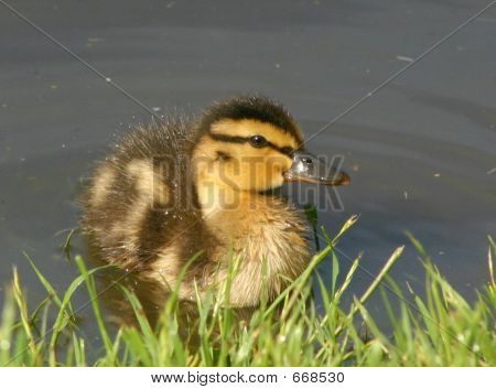 Patito