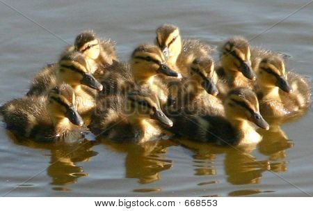 Familia de Patito