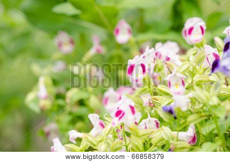 Torenia Or Wishbone Flowers