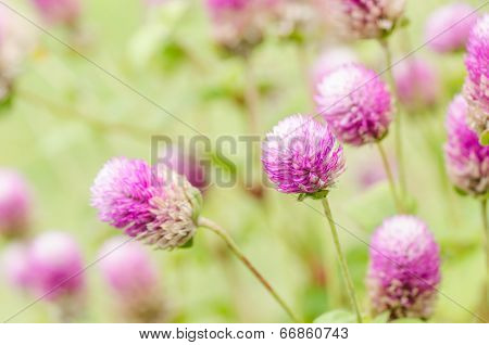 Globe Amaranth Or Bachelor Button Flower