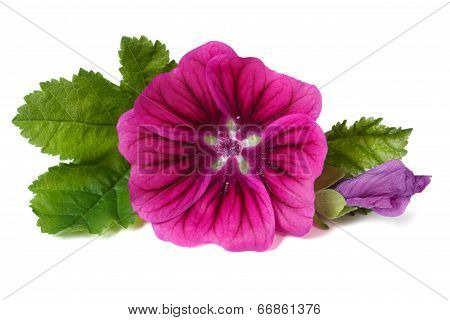Pink Flower Wild Mallow With A Bud Close-up Isolated