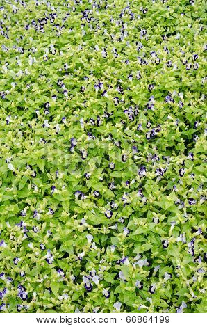 Torenia Or Wishbone Flowers