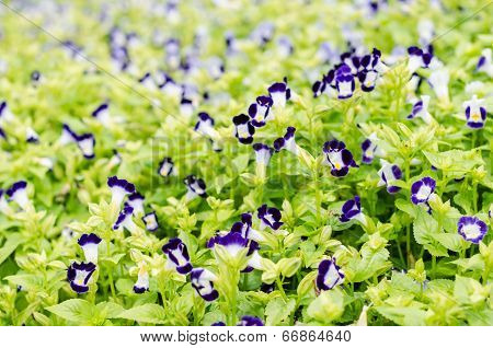 Torenia Or Wishbone Flowers