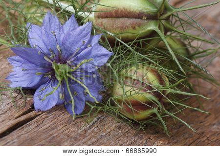Nigella Flower With A Bud Macro On A Wooden Table