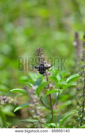 Holy Basil (Ocimum sanctum)