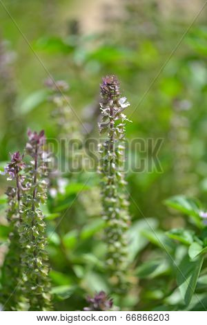 Holy Basil (Ocimum sanctum)