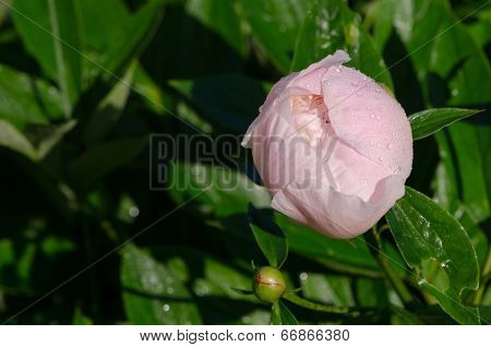 Unexpanded White Peony Flower Bud Covered Dew