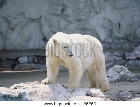 Polar Bear
