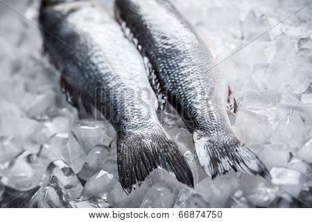 Whole Sea bass on ice. Soft focus