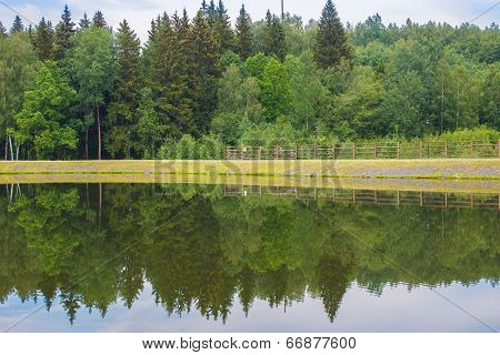 Forest reflected in lake