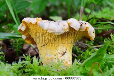 Young Girolle Mushroom