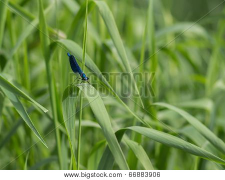 dragonfly sitting on a blade of grass
