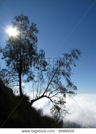 Árbol y puesta del sol