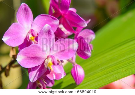 Purple Orchid