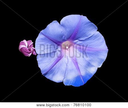 Morning glory with bud
