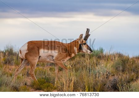 Utah Pronghorn American Antelope - Antilocapra Americana