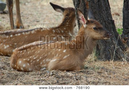 Due elk baby 