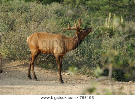 Bull Elk