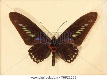 Butterfly Rajah Brookes Birdwing.trogonoptera Brookiana.wall Decal.