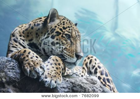 Jaguar Tier in der Moskauer zoo