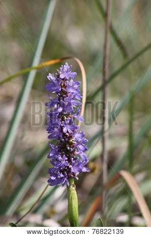 pickerelweed