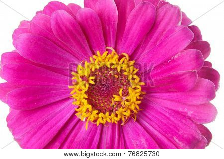 Genus Zinnia, family Compositae