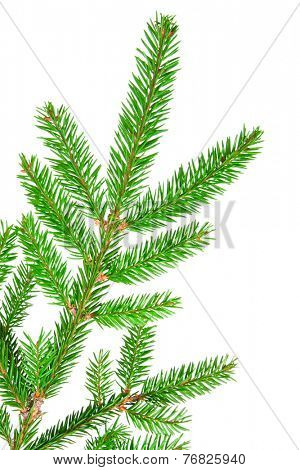 green banch of fir isolated on white