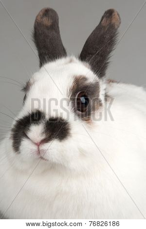 white rabbit with blask spots