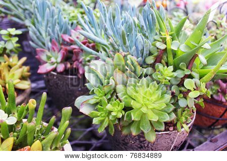 Large rose of a succulent plant 