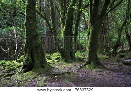 Relict forest in the Torc Mountain.