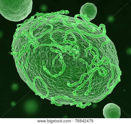 Ebola Virus Infects Cell