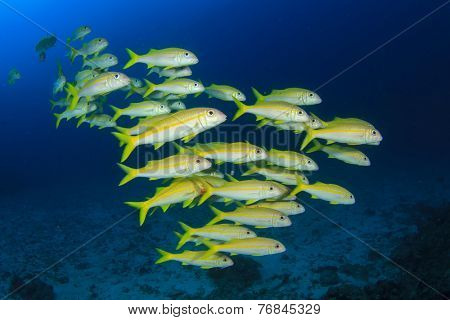 School yellow fish: goatfish underwater