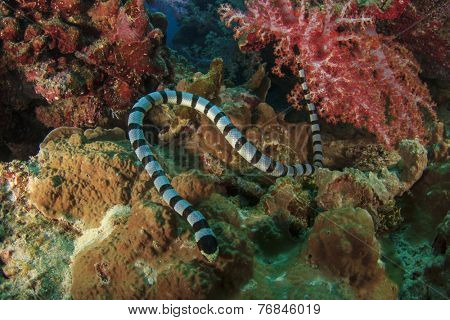 Banded Sea Snake