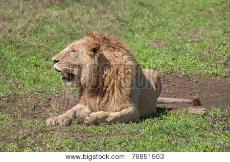 Male Lion