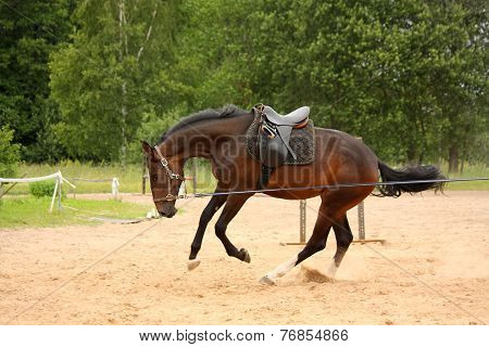 Brown Playful Horse Galloping On The Line