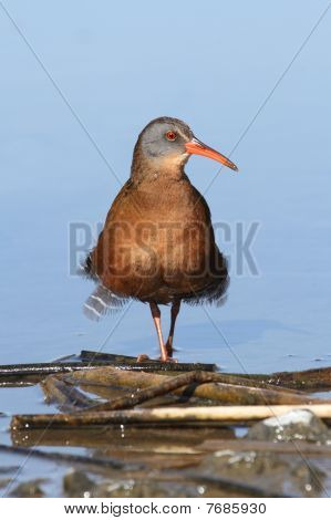 Virginia Rail (Rallus Limicola)