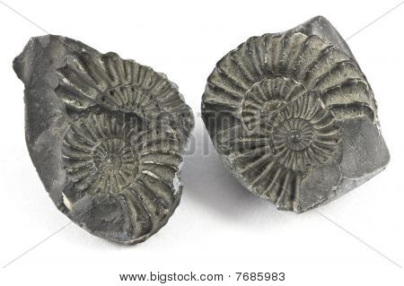Ammonite fossila