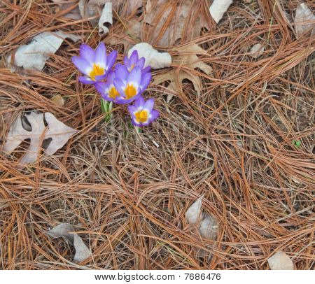 Tricolor Crocus i igliwia