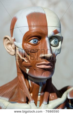menschliche Anatomie Modell