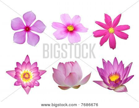 Pink Flower Collection