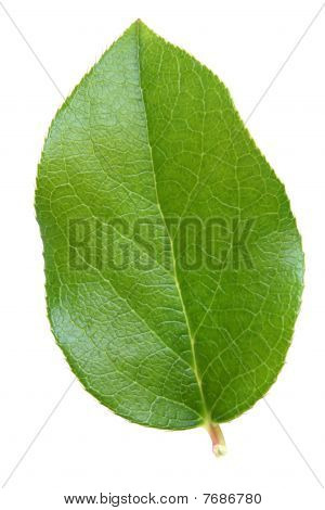 grünes Blatt
