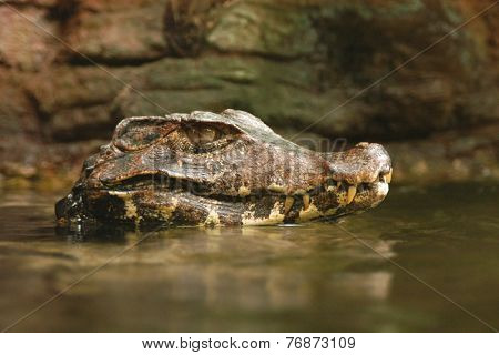 Crocodile looking out from water. 