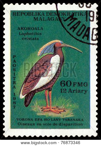 Vintage  Postage Stamp. Bird Lophotibis Eristata.