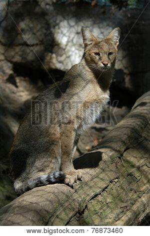 Jungle cat (Felis chaus). 