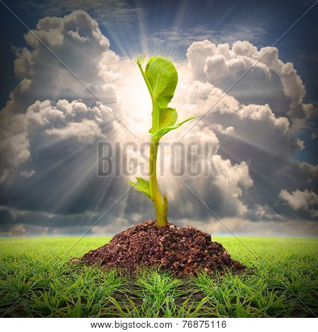 Seedlings growth. Competition and success metaphor. 