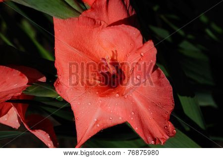 Closeup Gladiolus