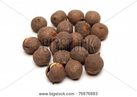 Gladiolus Cornel seed (Gladiolus italicus)