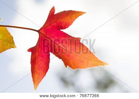 Red Maple