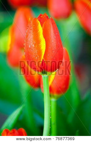 Red tulips